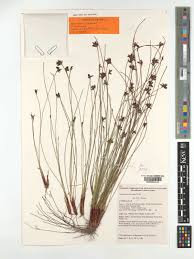 Image result for Schoenus