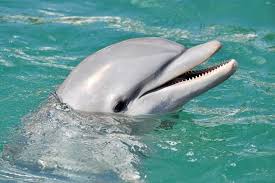 How much does a dolphin cost? Dolphin Cruise From The Florida Aquarium In Tampa Bay 2021