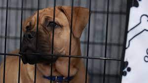 What to buy before getting a puppy. What Do I Need To Buy Before Getting A Puppy Youtube