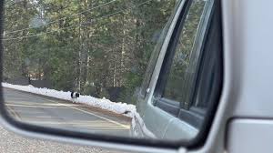 Siskiyou County Grapevine