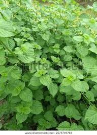 Image result for Polhillides velutina