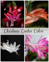 You may come across peach, yellow. Seasonal Plants Two Of My Favorites Cyclamens And Christmas Cactus Christmas Cactus Flower Christmas Cactus Christmas Cactus Care