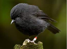 Alan black , bob black , emi rob black , rob black , robin , robin lord black , robin b.b.b.b.black , robin brack , rockin' robin black , ron black. The Black Robin Conundrum What Happens When Humans Move Eggs In The Nest Audubon