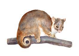 Ringtail Possum Print Watercolour Possum Print Australian Etsy Cute Animal Illustration Animal Illustration Animals
