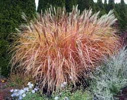 Foliage turns a deep burnt orange and fades to tan as winter approaches offering a giant. Kininis Miskantas Miscanthus Sinensis Goliath Virziumedelynas Lt