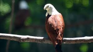 17 Contoh Fauna Indonesia Bagian Barat Ilmugeografi Com