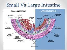 Histology Of Gastrointestinal Tract Medical Anatomy Anatomy Human Anatomy And Physiology