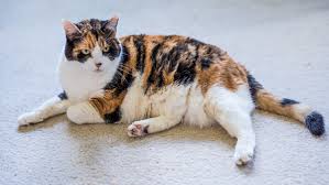 Pola makan kucing jangan kebanyakan sis 15 kali itu sudah terlalu banyak hehe. Tak Semua Anak Kucing Jantan Yang Memiliki 3 Warna Dimakan Oleh Induknya Begini Penjelasannya