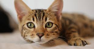 We've reviewed the top rated microchip, magnetic and smart cat flaps to help you choose. Top 5 Microchip Cat Doors For Your Feline Friends 2021 Smart Home Perfected