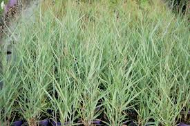 Image result for Panicum pilgeri