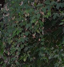 Image result for Dumasia