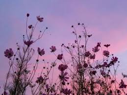 Resultado de imagem para flor tumblr