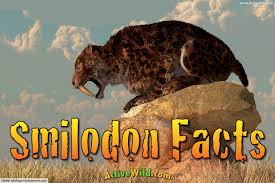 How to train your dragon coloring. Smilodon Facts For Kids Adults Prehistoric Animal Info Pictures
