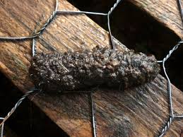 Image result for marten poop