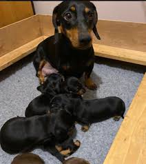 A dachshund was chosen as the first official mascot for the 1972 summer olympics. Dachshunds For Sale Peoria Il Central Puppies For Sale Facebook