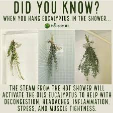 Eucalyptus In Shower Benefits Health Facts Plants Natural Health Remedies