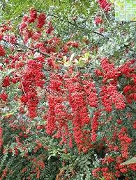 Image result for Pycnosphaera buchananii