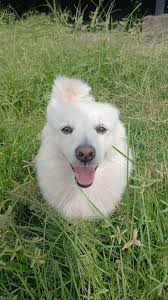 Adopting a 5 year old indian spitz dog in greater noida