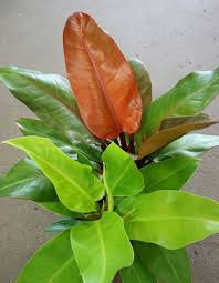 Moonlight And Prince Of Orange Philodendron Fruit Basket Front House Landscaping Plant Leaves Plants