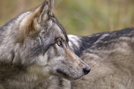May 20, 2021 · the latest tweets from wolves (@wolves). Coexisting With Gray Wolves Defenders Of Wildlife