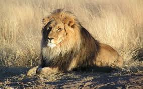 Image result for roar lion of judah robert gay lyrics