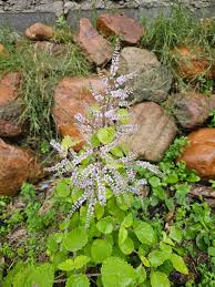 Image result for Tetradenia