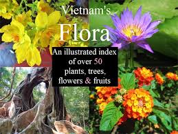 Jun 07, 2021 · also read flowers and flowering plants add color and pizzazz to gardens. Plants Flowers Trees Of Vietnam Vietnam Coracle Independent Travel Guides To Vietnam
