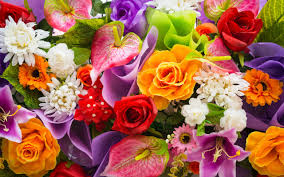 أجمل لغات العالم هي لغة الورود Imagx Flower Show Flower Wallpaper Flower Meanings