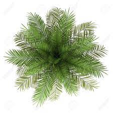 Image Result For Palm Tree Plan View Watercolor Tree Photoshop Trees Top View Trendy Plants