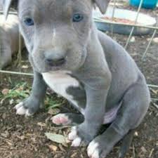 Gray and white pitbull with blue eyes. Found Iso A Full Blooded Male Gray Pitbull Puppy