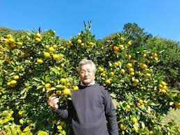 寄居 町 みかん 狩り
