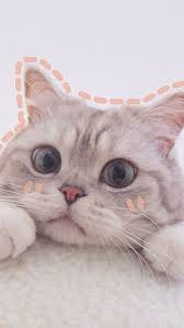 Maybe you would like to learn more about one of these? Synthetic 70 Cute Cat Wallpapers For Phones