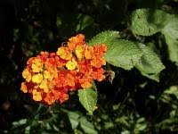 Image result for Lantana tiliifolia