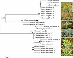 Image result for Ocimum filamentosum