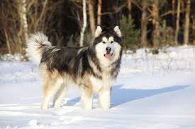 We did not find results for: Alaskan Malamute Hunde Informationen Zu Den Rassen Omlet