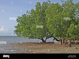 Image result for Avicennia marina