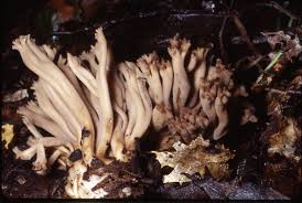 Image result for Flabellariopsis acuminata