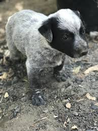 Australian cattle dog puppies for sale california. Pennysaver Australian Cattle Dog Puppies For Sale In Riverside California Usa