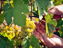The Ultimate Guide To When And Were To Get Fruit Picking Jobs In Australia Organic Wine Grapes Fruit Picking Jobs