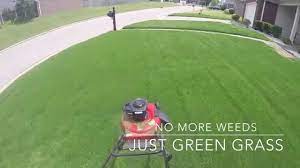 Lawn Update After Using Msma And Other Products Youtube