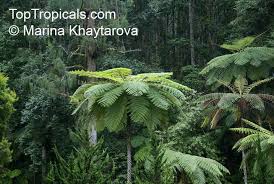 Image result for Cyathea cf. humilis