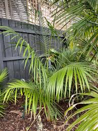 Image result for Chamaedorea radicalis