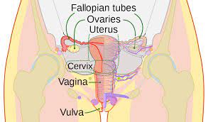 Before reading the body parts list, take a look at different human body systems so that it will be easier to understand how the body functions as a reproductive system: Vagina Wikipedia