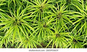 Image result for Podocarpaceae