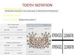 Which tooth they're referring to) and; Ppt Teeth Types Formula Eruption Powerpoint Presentation Free Download Id 1095816