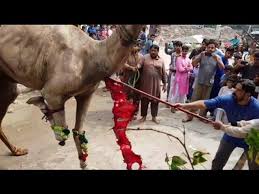 Kfc`s camel qurbani at kfc`s home. Download Camel Qurbani 2018 Camel Qurbani 2018 Camel Qurbani On The 2nd Day Eid Ul Azha Youtube Youtube Thumbnail Create Youtube