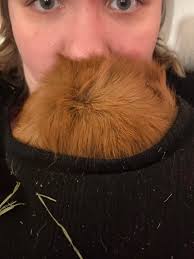 Mahal ko ang personal kong espasyo. Mahal din ni Theodore ang personal kong  espasyo. : r/guineapigs