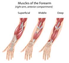 Human muscles enable movement it is important to understand what they do in order to diagnose sports injuries and prescribe rehabilitation exercises. Bodyman Forearm Flexor Group 3 Layers No Names John The Bodyman
