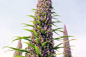 Image result for Echium