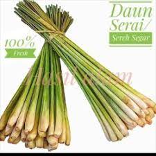 Batangnya berwarna putih keunguan atau kemerahan. Jual Daun Serai Di Jawa Barat Harga Terbaru 2021